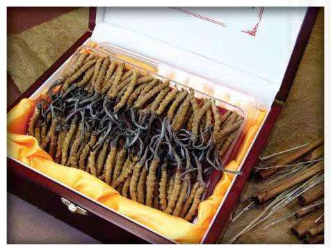 石棉冬虫夏草回收